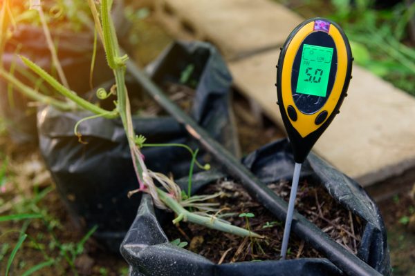 Use soil PH meter for check the PH value