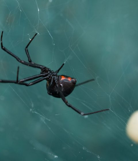 black-widow-spider-egg-sac